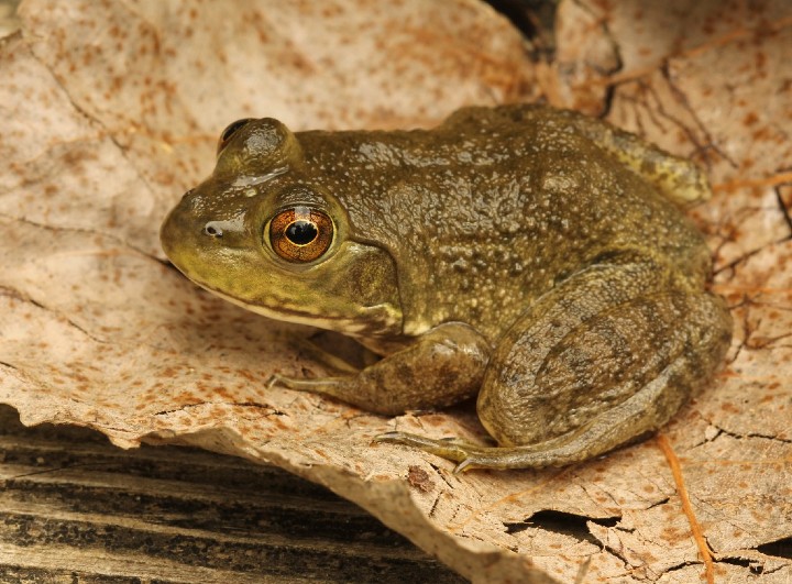 American Bullfrog